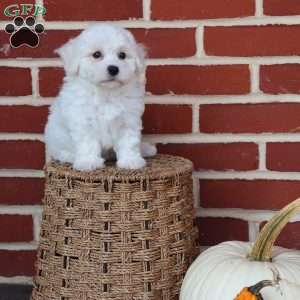 Bunny, Bichon Frise Puppy